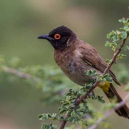 Auas Safari Lodge Windhuk Zewnętrze zdjęcie