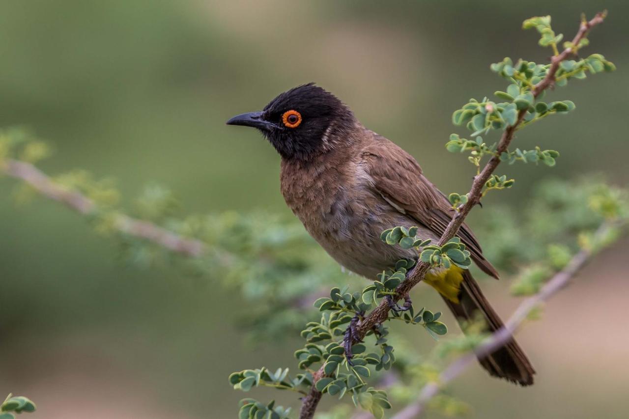 Auas Safari Lodge Windhuk Zewnętrze zdjęcie